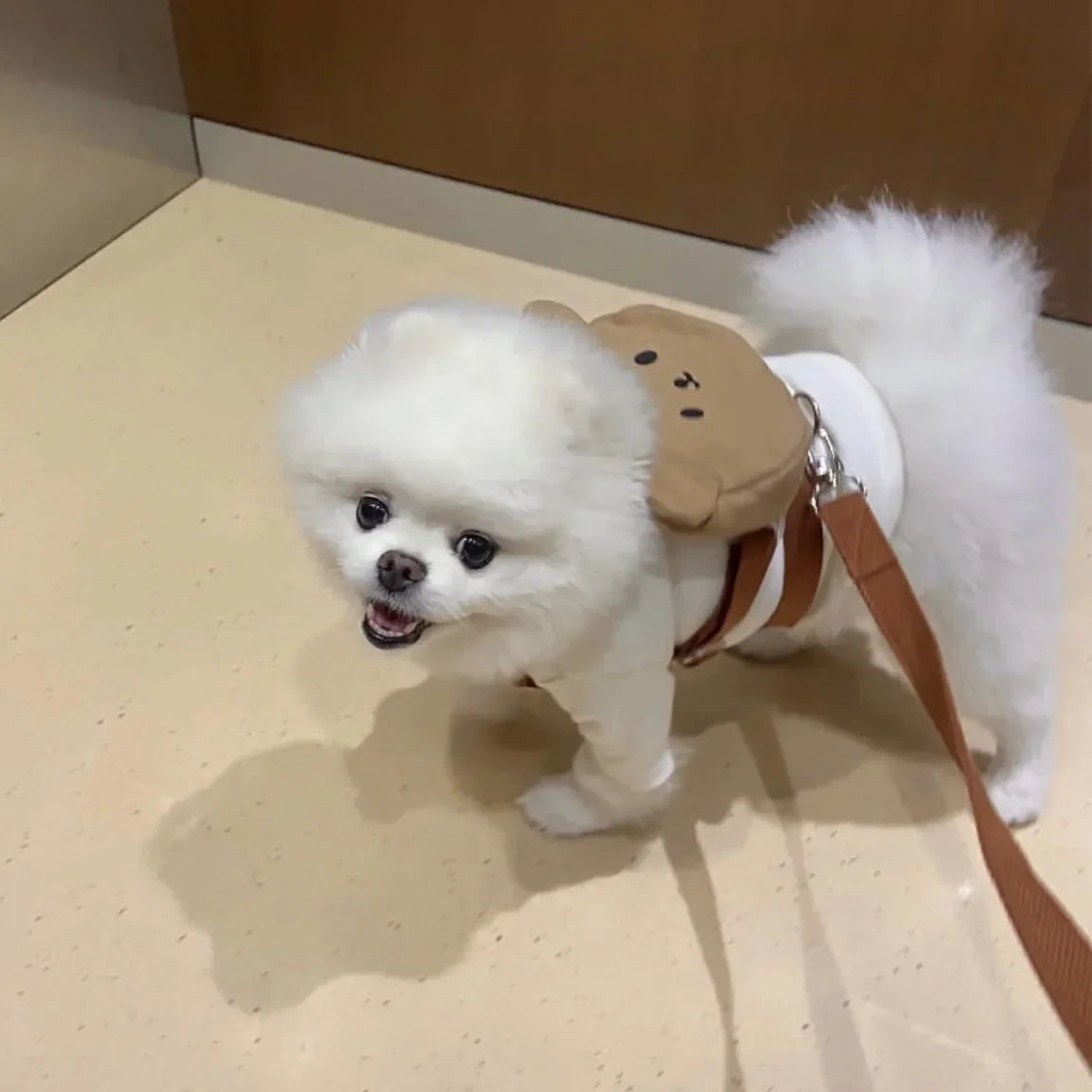 Ins Puppy Dog Cat Go Out Pet Backpack Feces Picking Bag Snack Bag Teddy Backpack Yorkshire Marzis Cute Backpack Dog Accessories